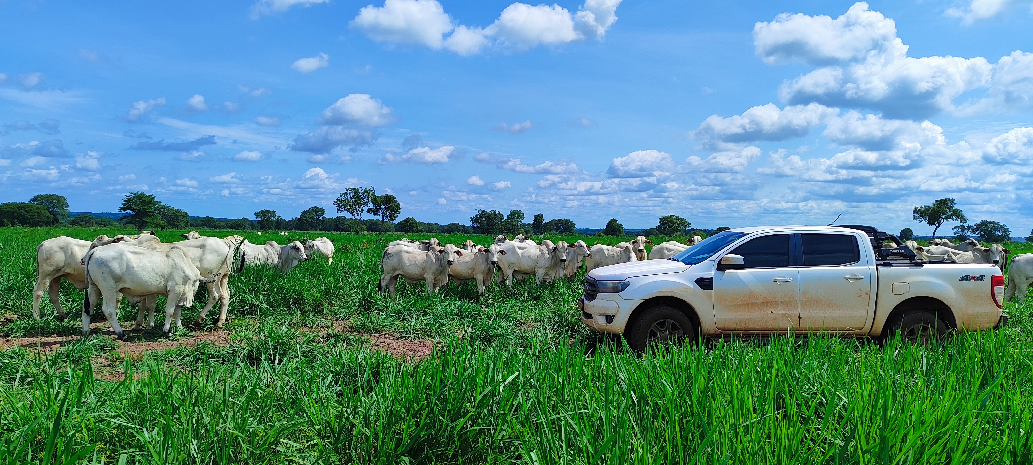 Consultoria Agropecuária