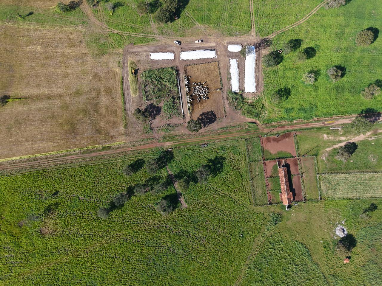 Trabalho de campo com gado