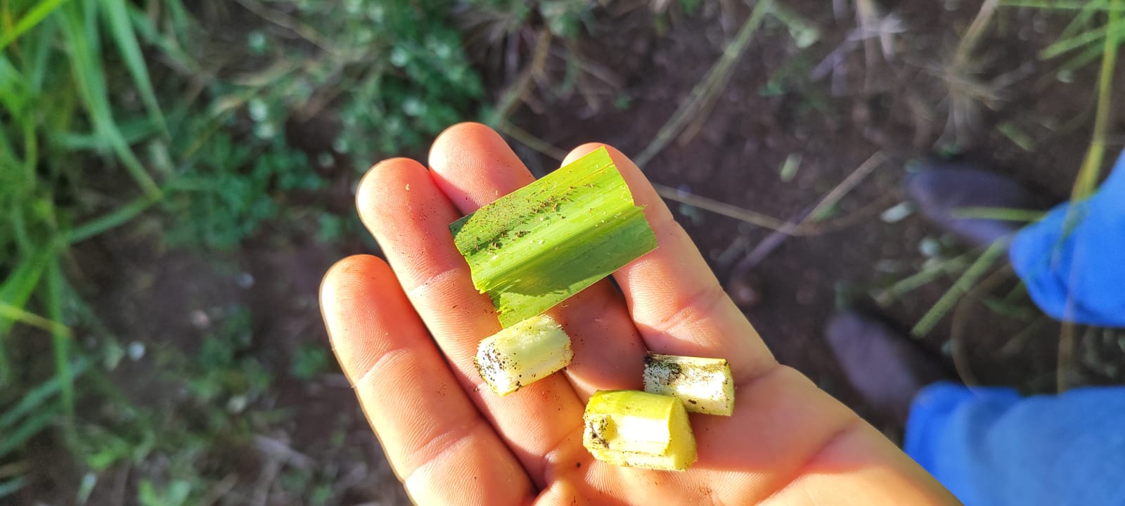 Nutrição de Bovinos em Confinamento