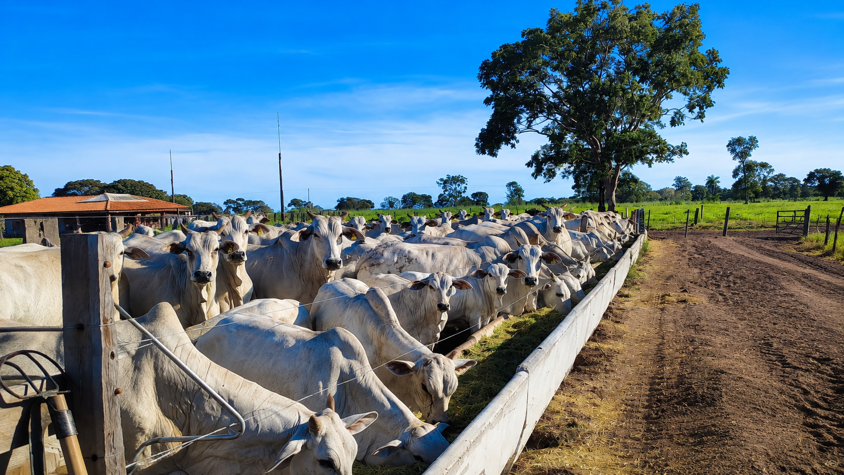 Nutrição de Bovinos a Pasto e Confinamento